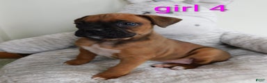 Boxer Puppy 5