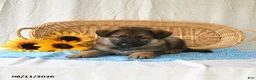 German Shepherd dogs for sale: Taylor - Ad 3