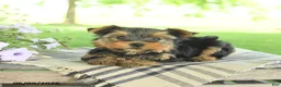 Yorkshire Terrier dogs for sale: Honey - Ad 4