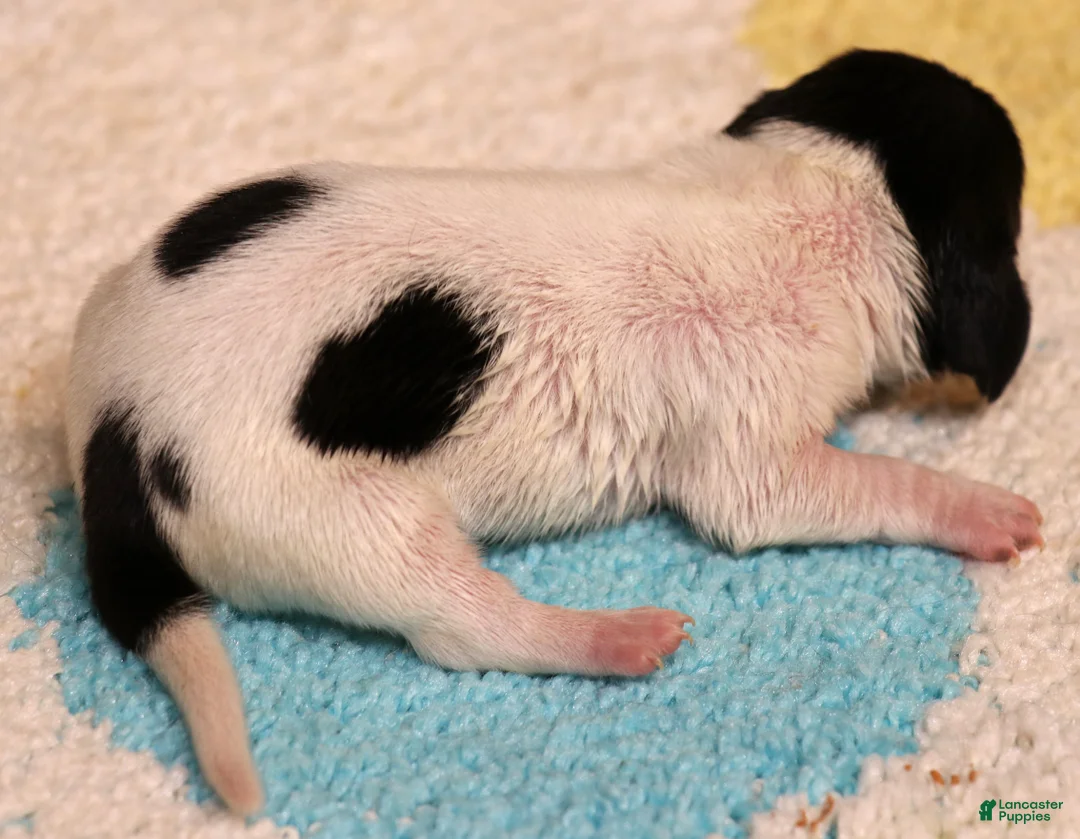 Miniature Dachshund dogs for sale: Peterson black/tan pied smooth male - Ad 2