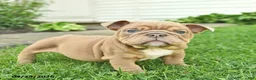 English Bulldog dogs for sale: Leo  - Ad 4