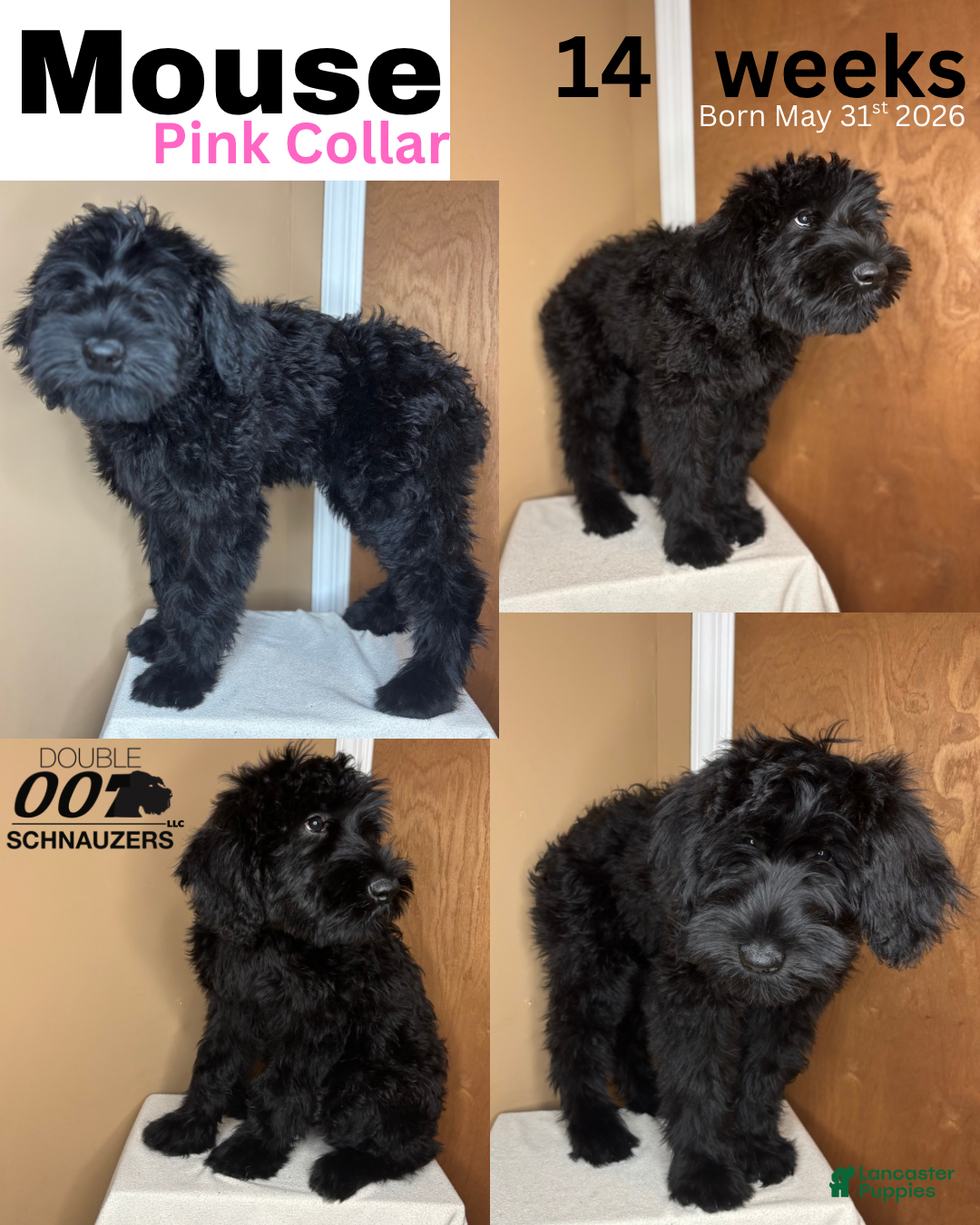 Giant Schnauzer dogs Mouse - Ad 2