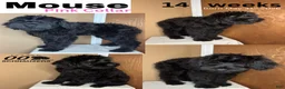 Giant Schnauzer dogs for sale: Mouse - Ad 2