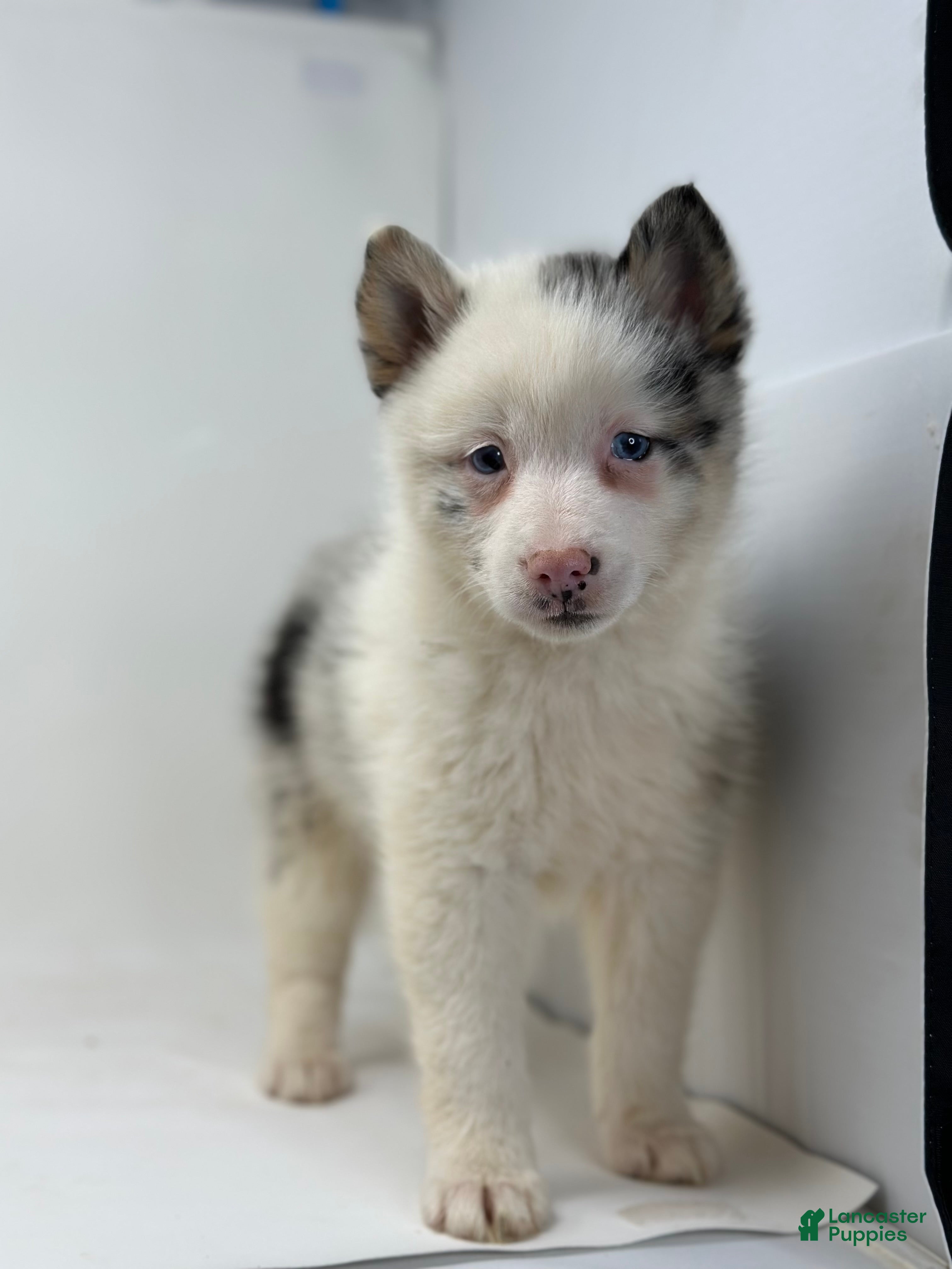 Pomsky dogs Treasure - Ad 8