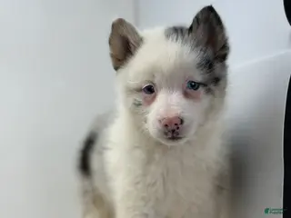 Pomsky dogs Treasure - Ad 5