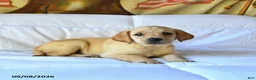 Labrador Retriever dogs for sale: Ruby - Ad 4