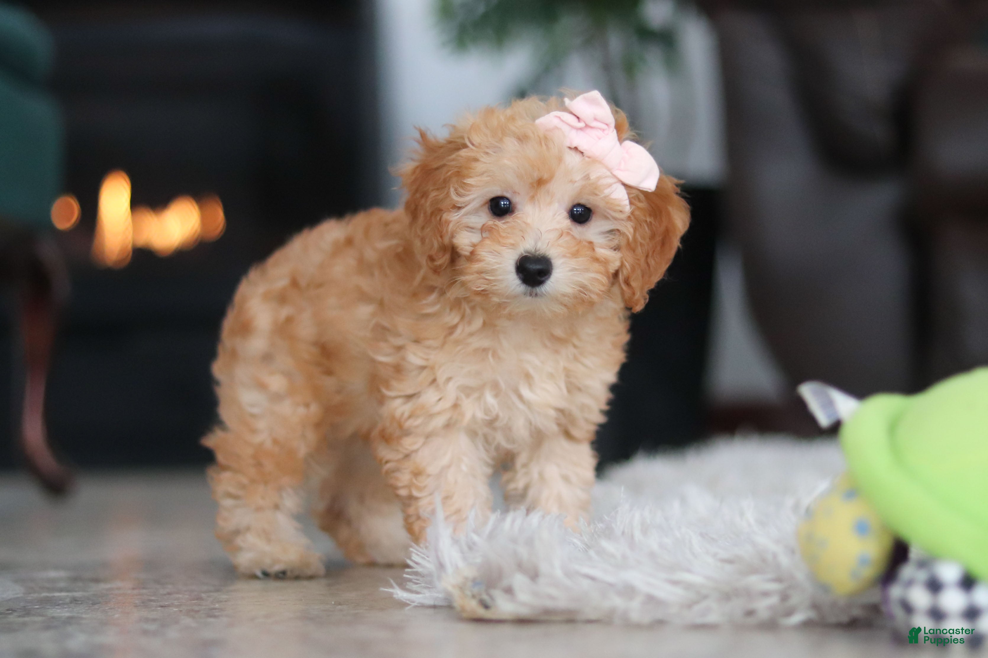 Schnoodle dogs Rosie - Ad 2
