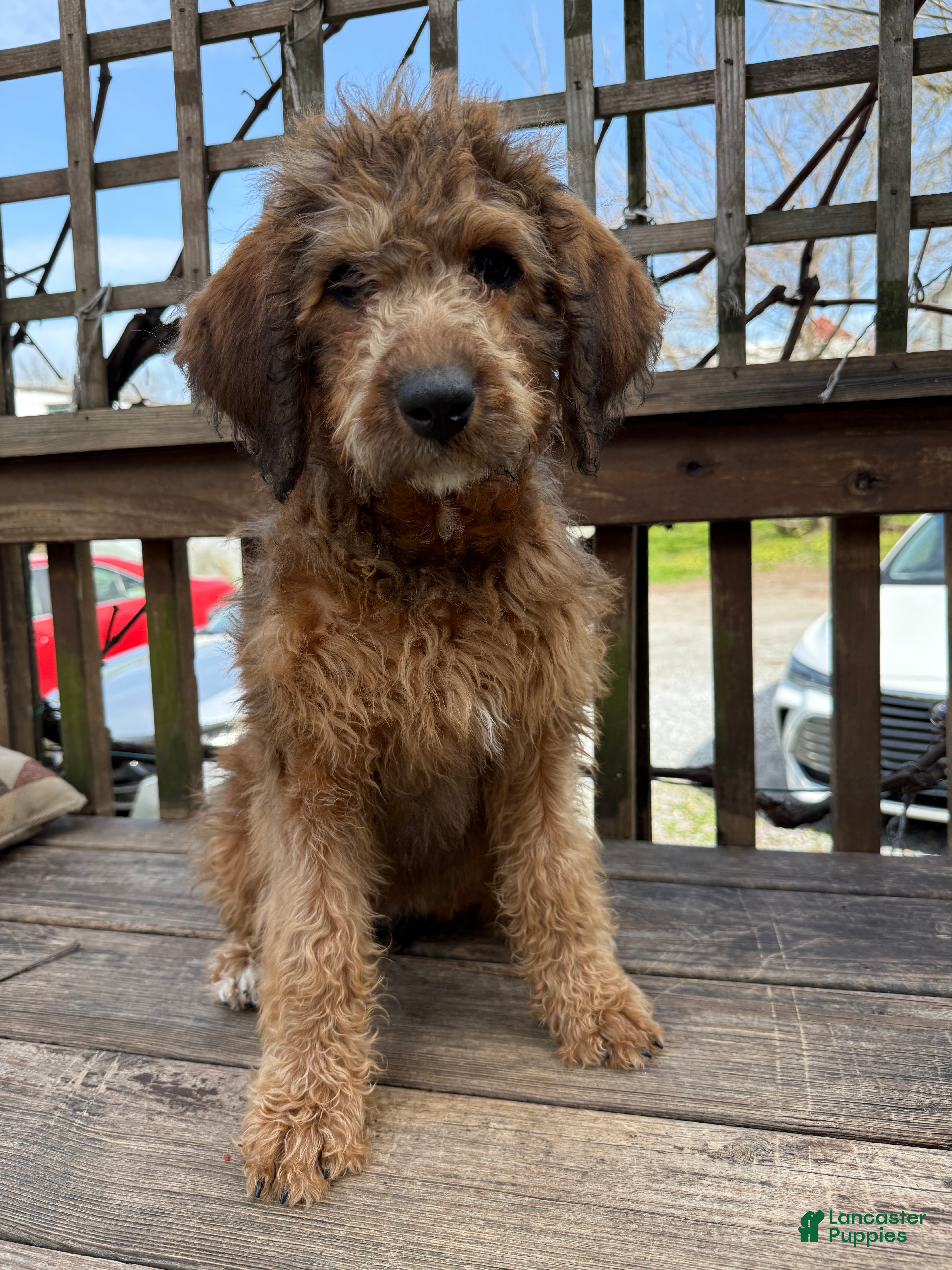 Mixed Breed dogs Sandy - Ad 1