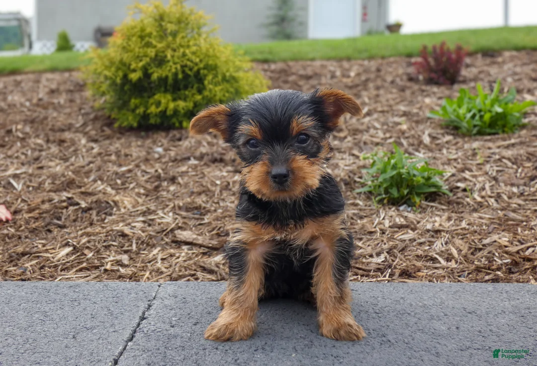 Yorkshire Terrier dogs for sale: June - Ad 3