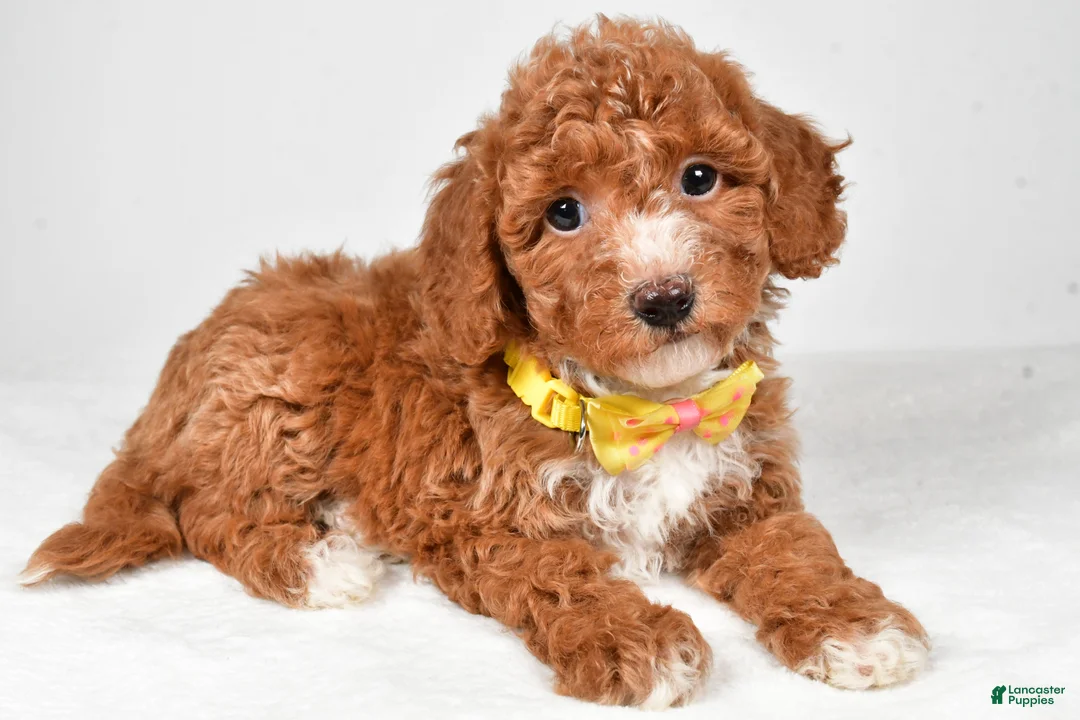 Bichpoo dogs for sale: Mike - Ad 1