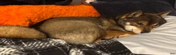 Shiba Inu dogs for sale: Touka  - Ad 36