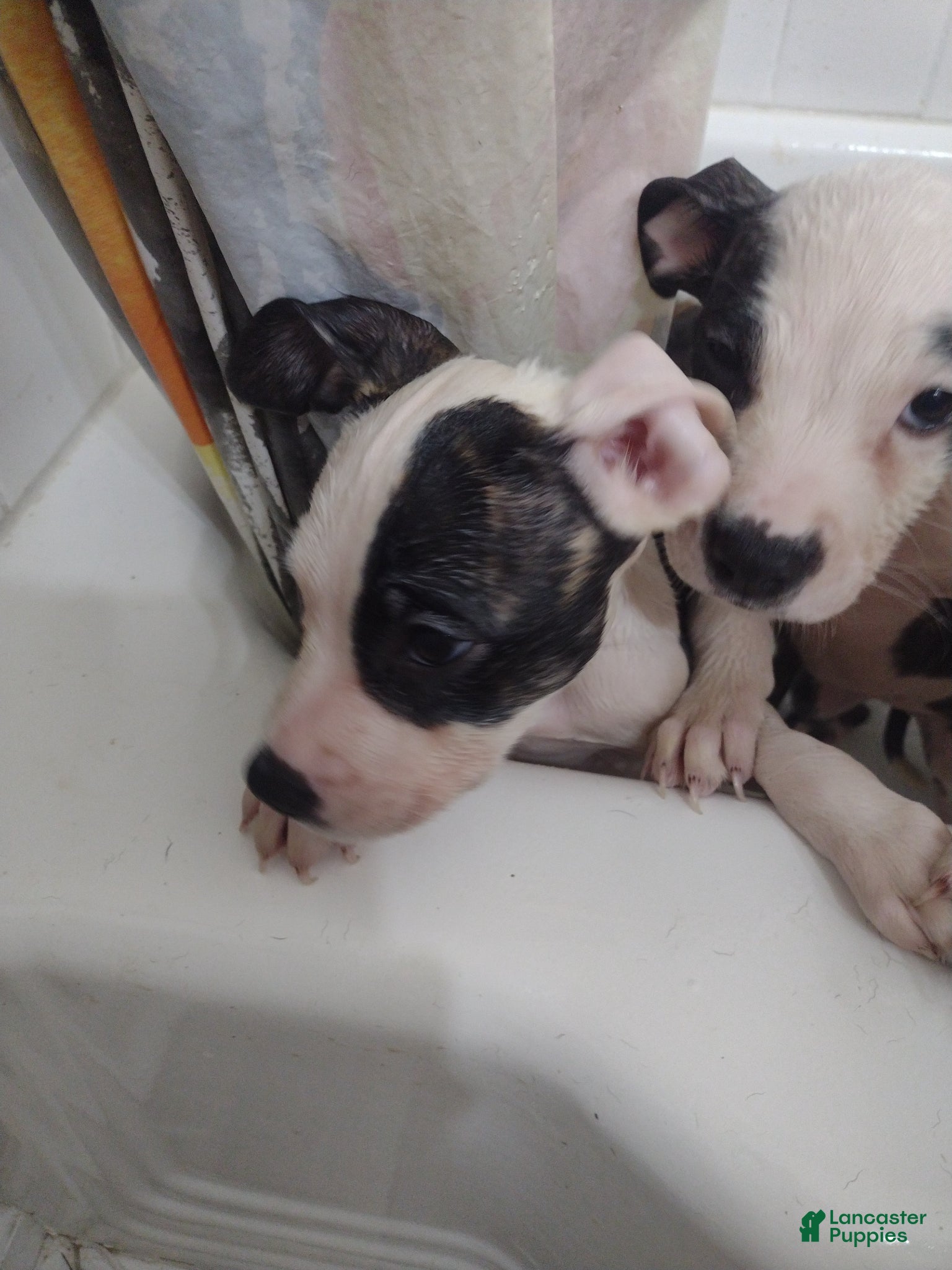Mixed Breed dogs Nala (twins) - Ad 1