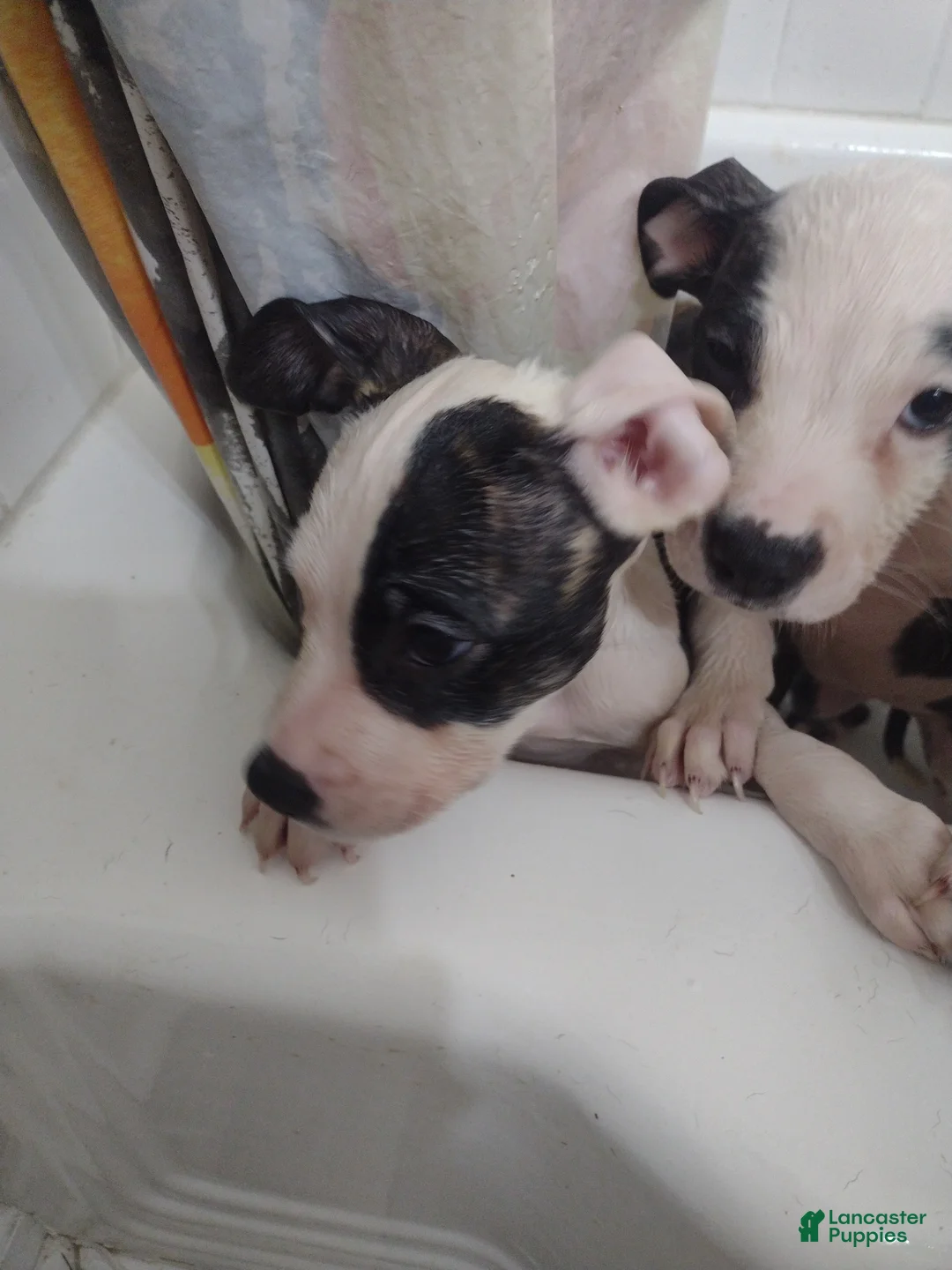 Mixed Breed dogs for sale: Nala (twins) - Ad 1