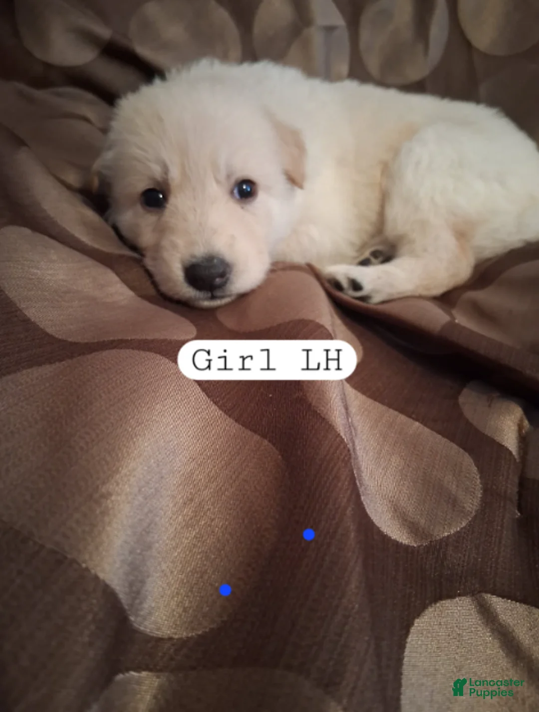 German Shepherd dogs for sale: Puff - Ad 1