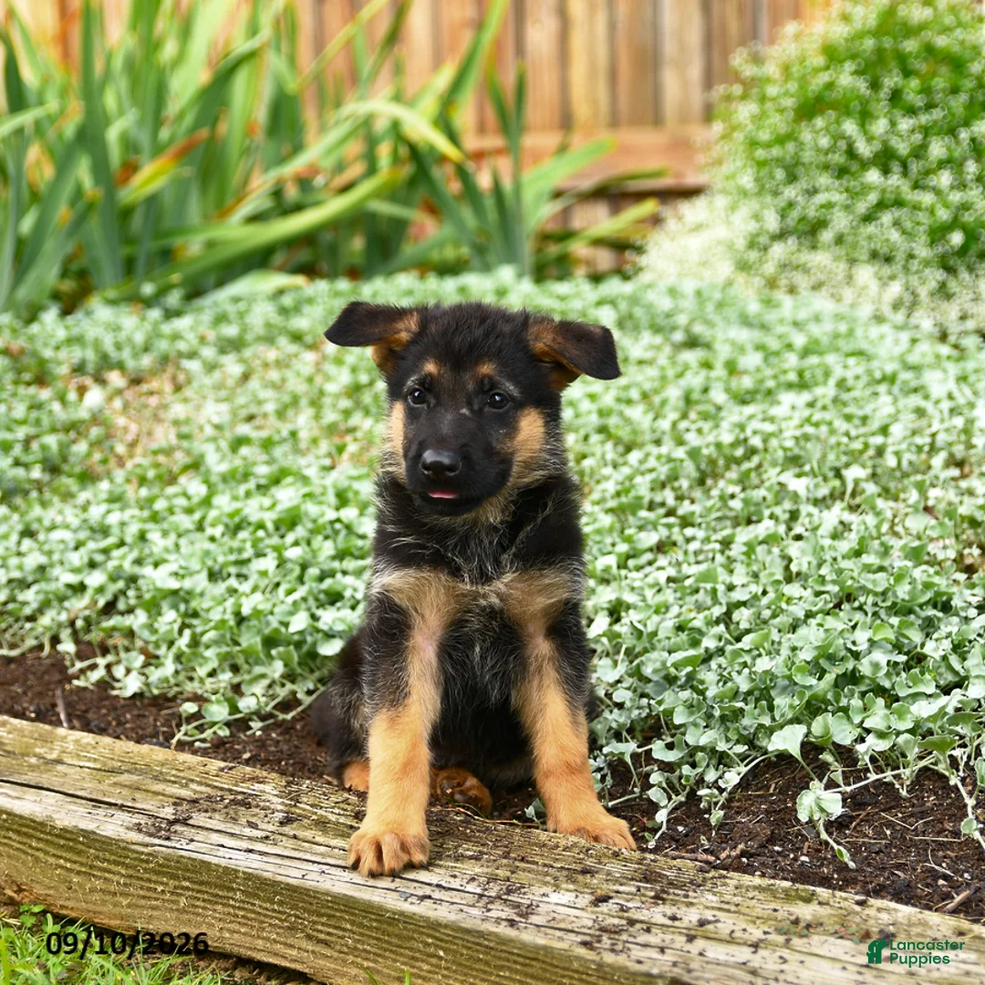 German Shepherd dogs for sale: Vance - Ad 3
