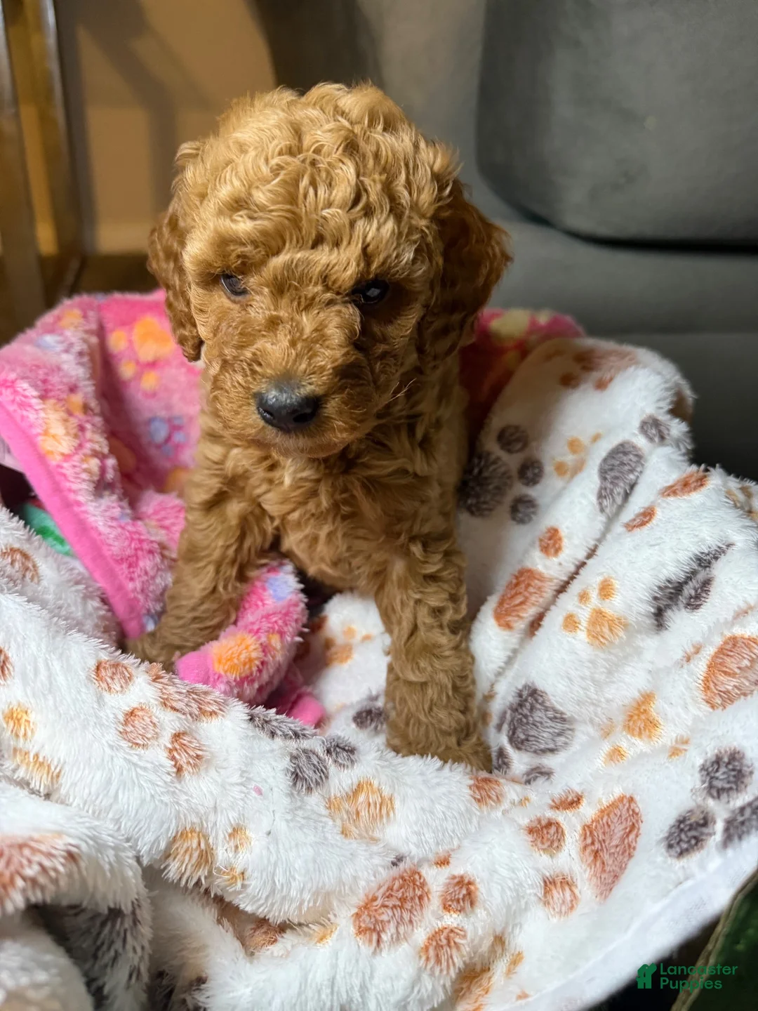 Mini Goldendoodle dogs for sale: Bella - Ad 1
