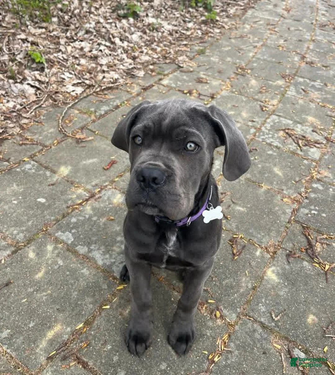 Cane Corso dogs for sale: Zeus Male Cane Corso - Ad 1