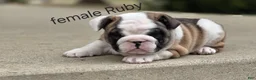 English Bulldog dogs for sale: English Bulldog Puppy 4 - Ad 15