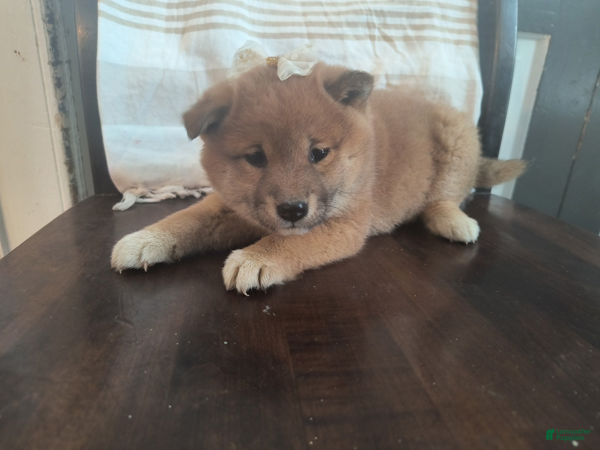 Shiba Inu dogs Rosemary  - Ad 41