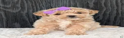 Bichpoo dogs for sale: Poppy - Ad 18