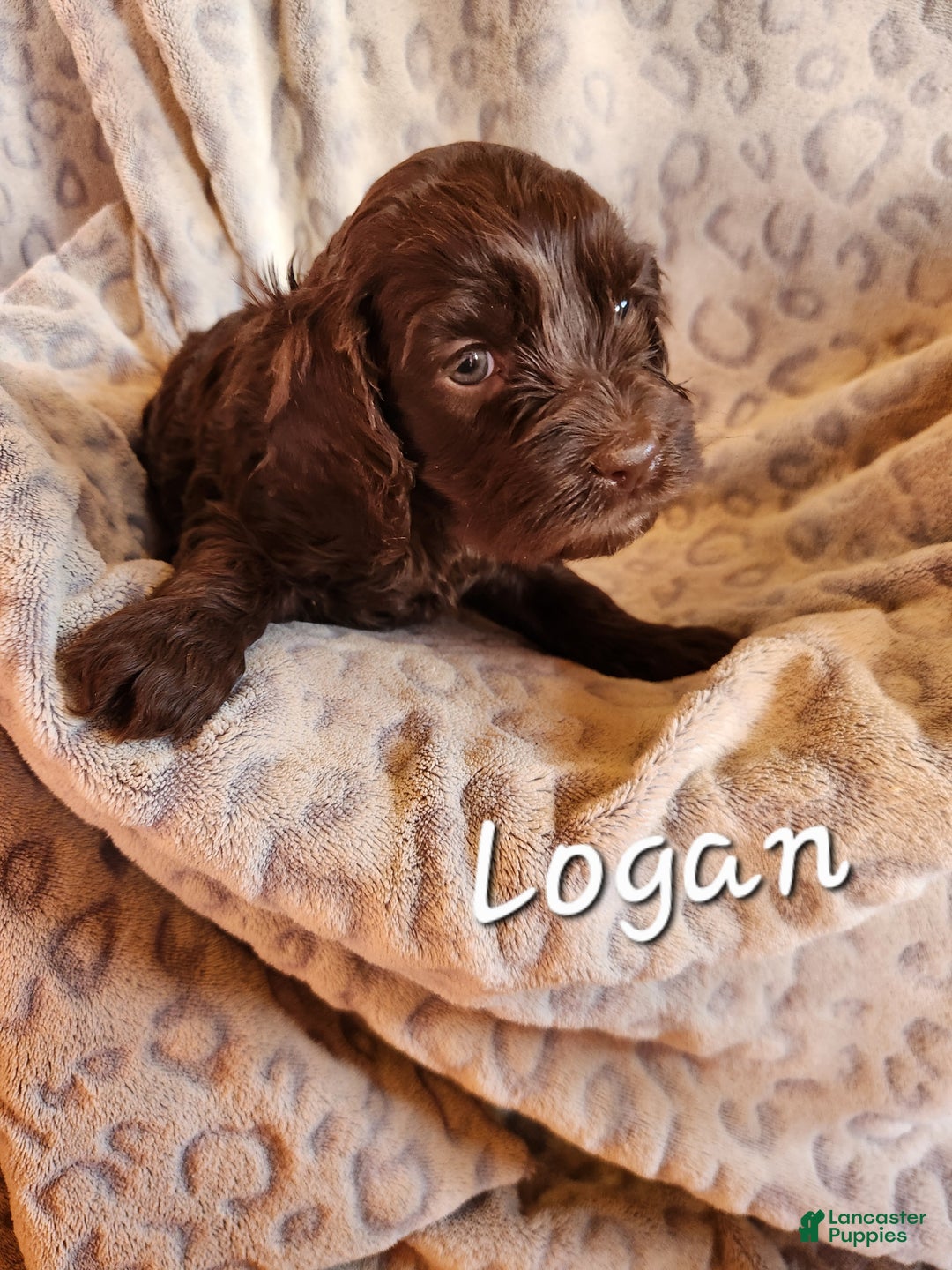 Mixed Breed dogs for sale: Logan - Ad 8