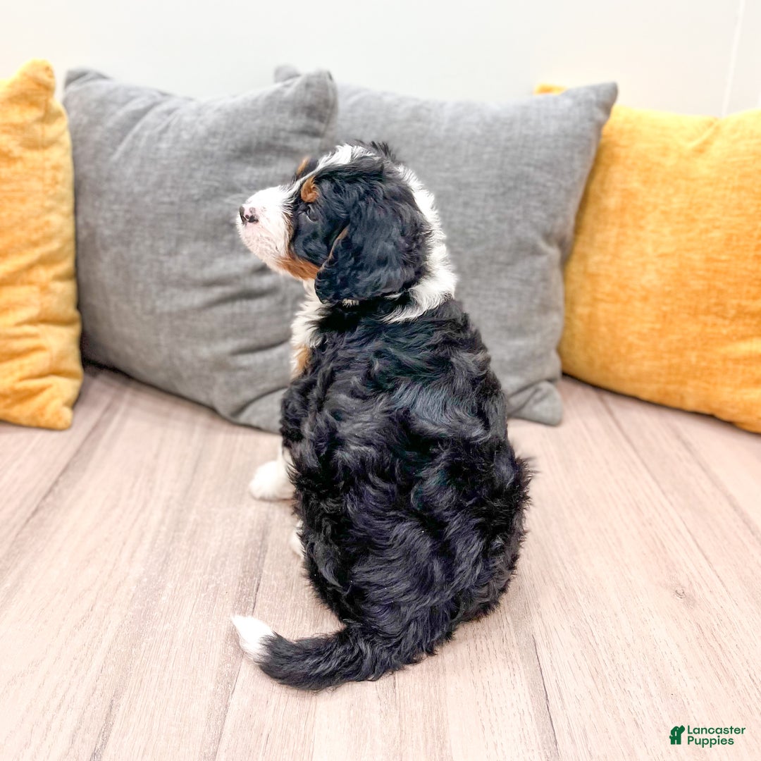 Mini Bernedoodle dogs for sale: Rusty - Ad 8