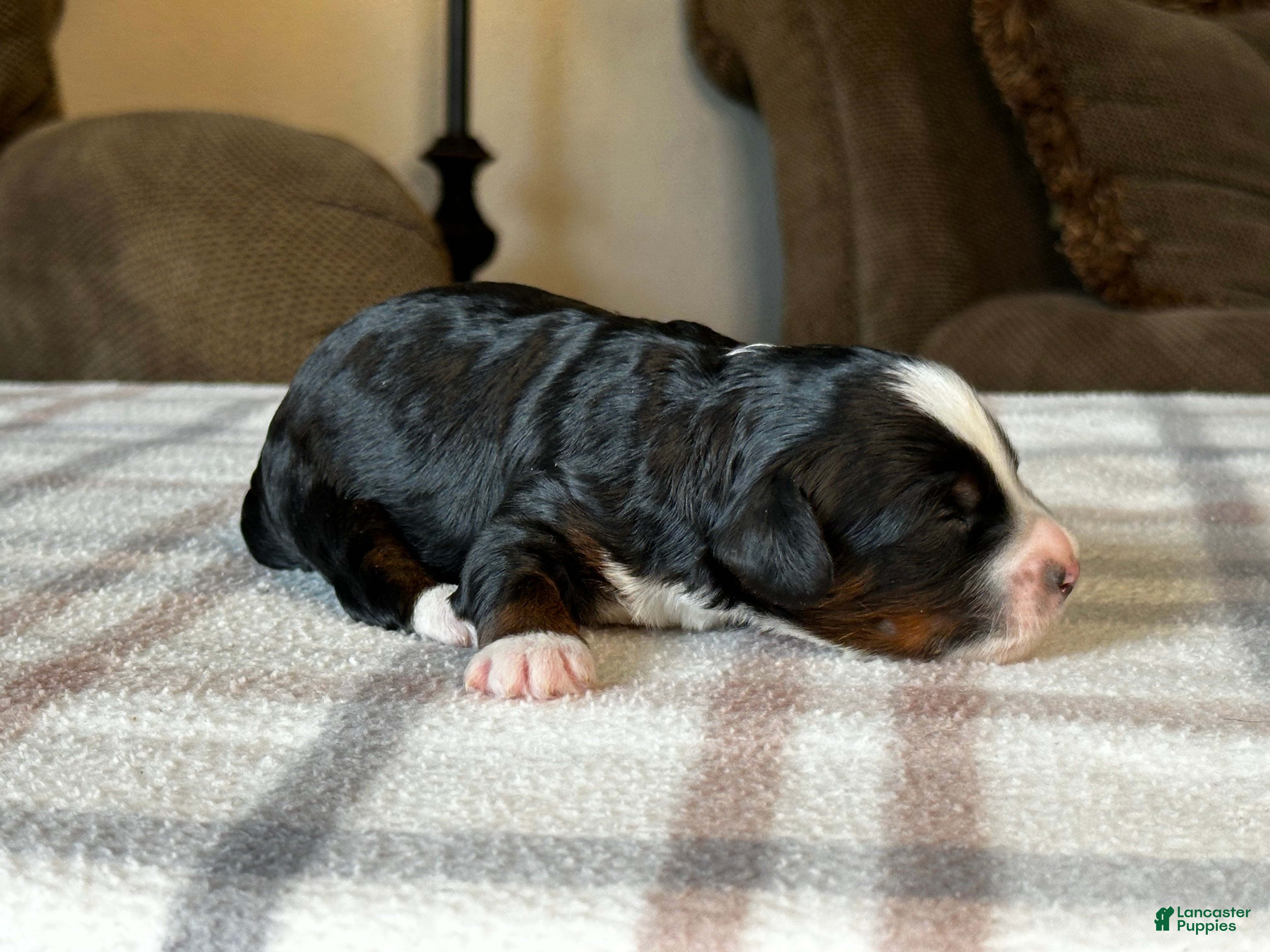 Mixed Breed dogs Tricolor Micro Bernedoodle - Ad 2
