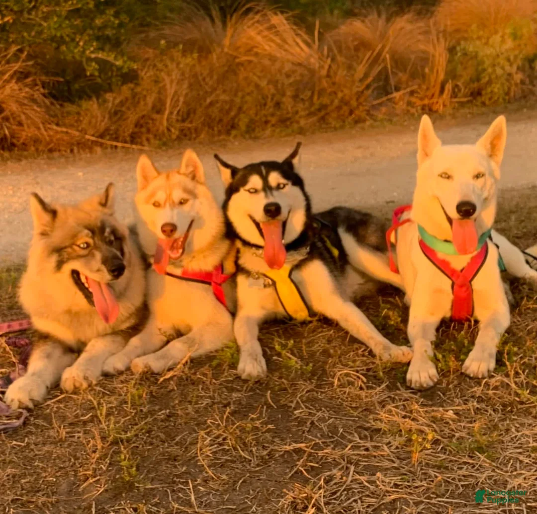 Gallery Image {{count}}