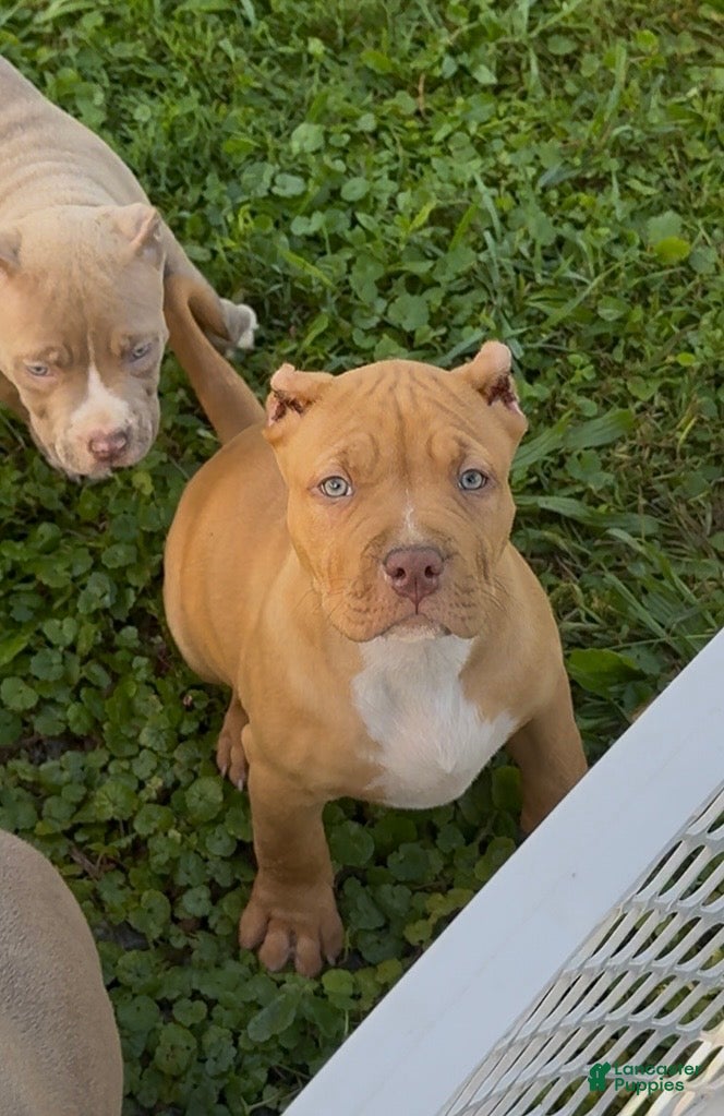 American Bully dogs Twister  - Ad 1