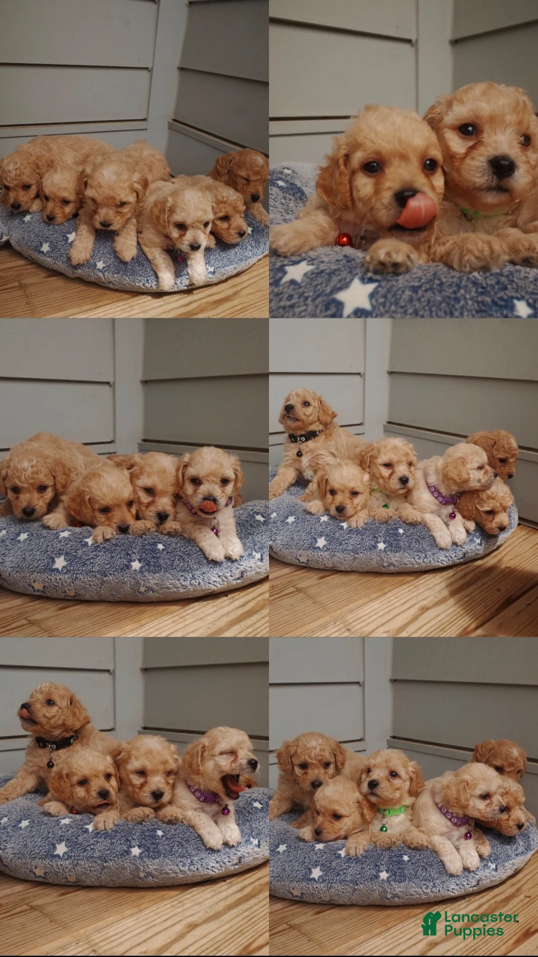 Mixed Breed dogs for sale: Princess - Ad 4