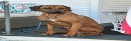 Rhodesian Ridgeback dogs for stud: Archer - Ad 13