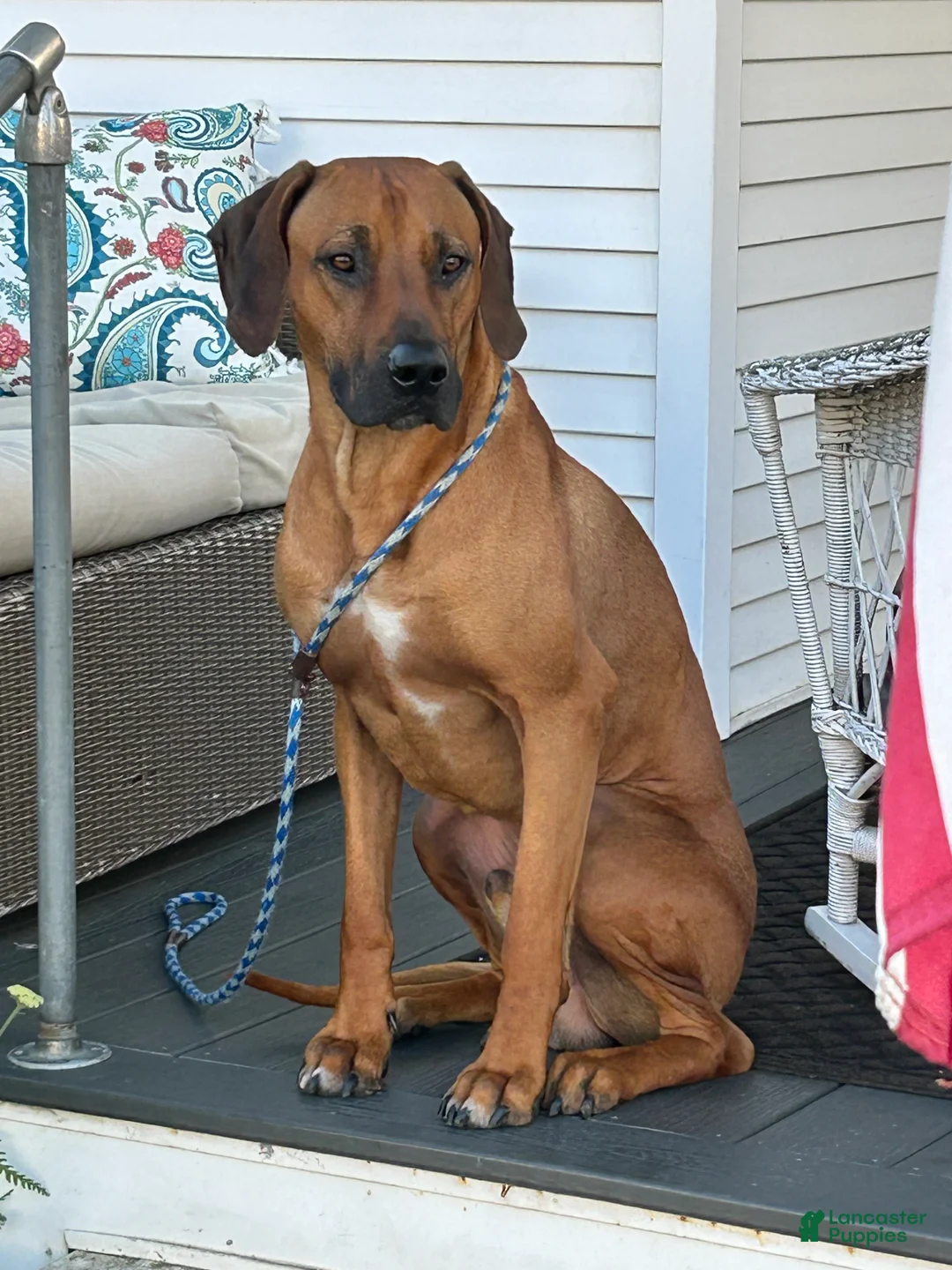 Rhodesian Ridgeback dogs for stud: Archer - Ad 13