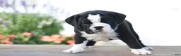 Beabull dogs for sale: Lily - Ad 4