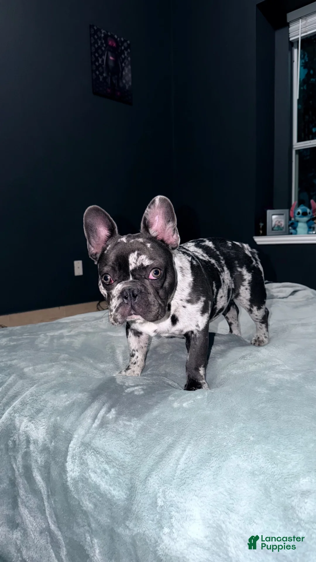 French Bulldog dogs for sale: French Bulldog merle - Ad 2