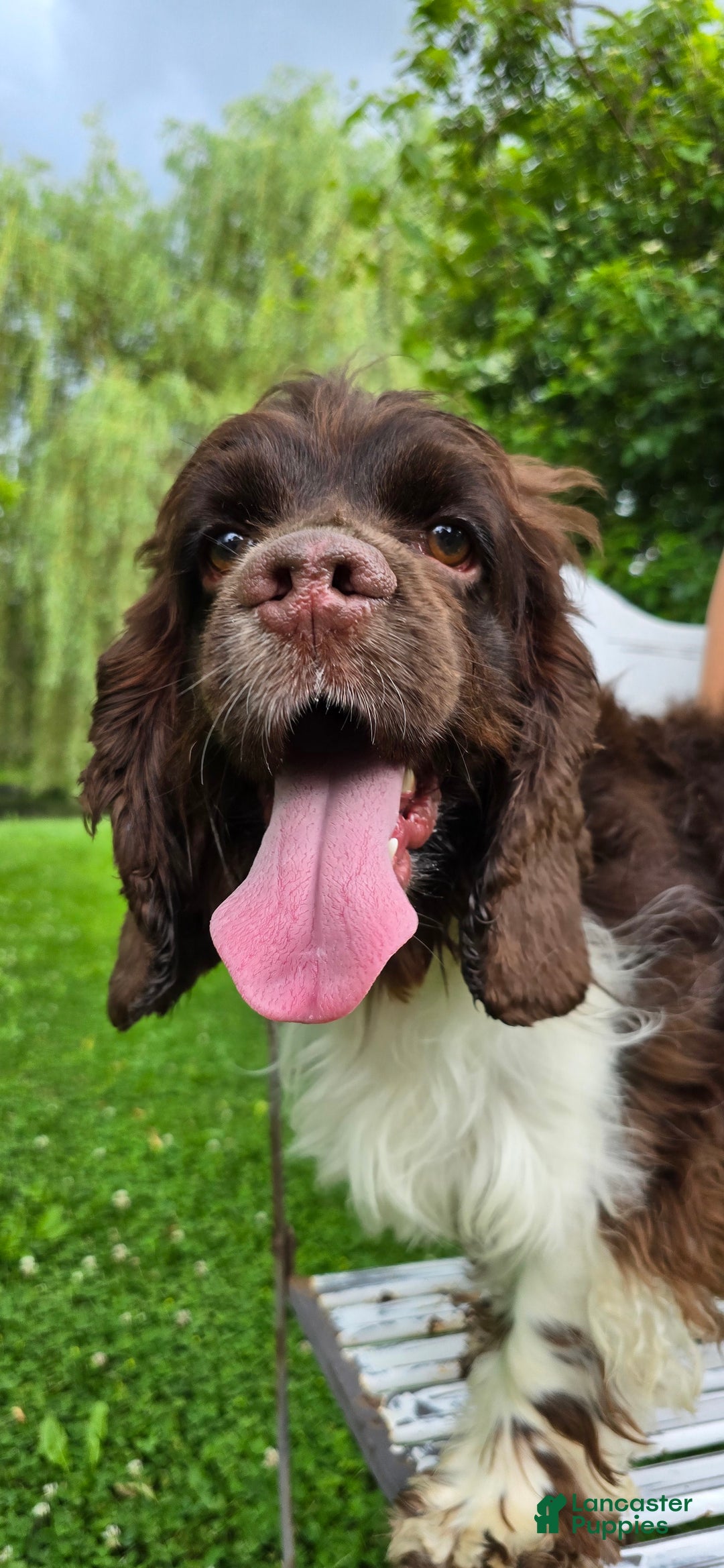 Cocker Spaniel dogs for sale: Benji - Ad 7