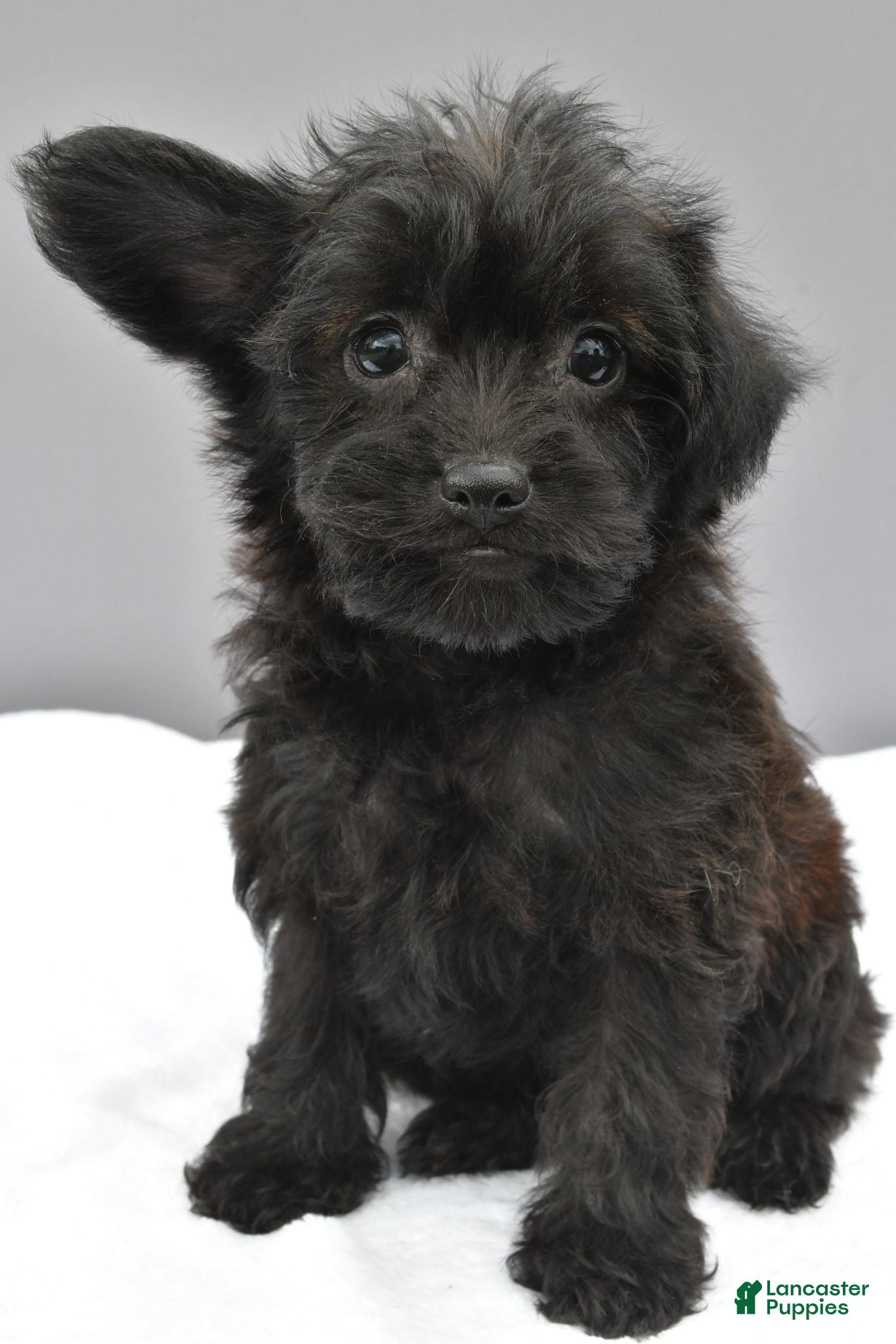 Yorkiepoo dogs Sophie - Ad 1