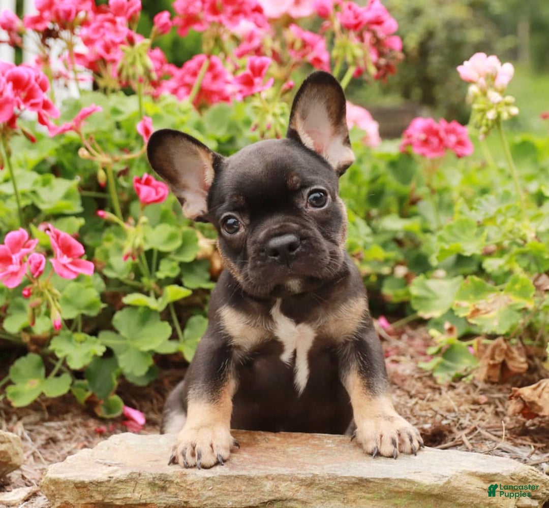 Gallery Image {{count}}