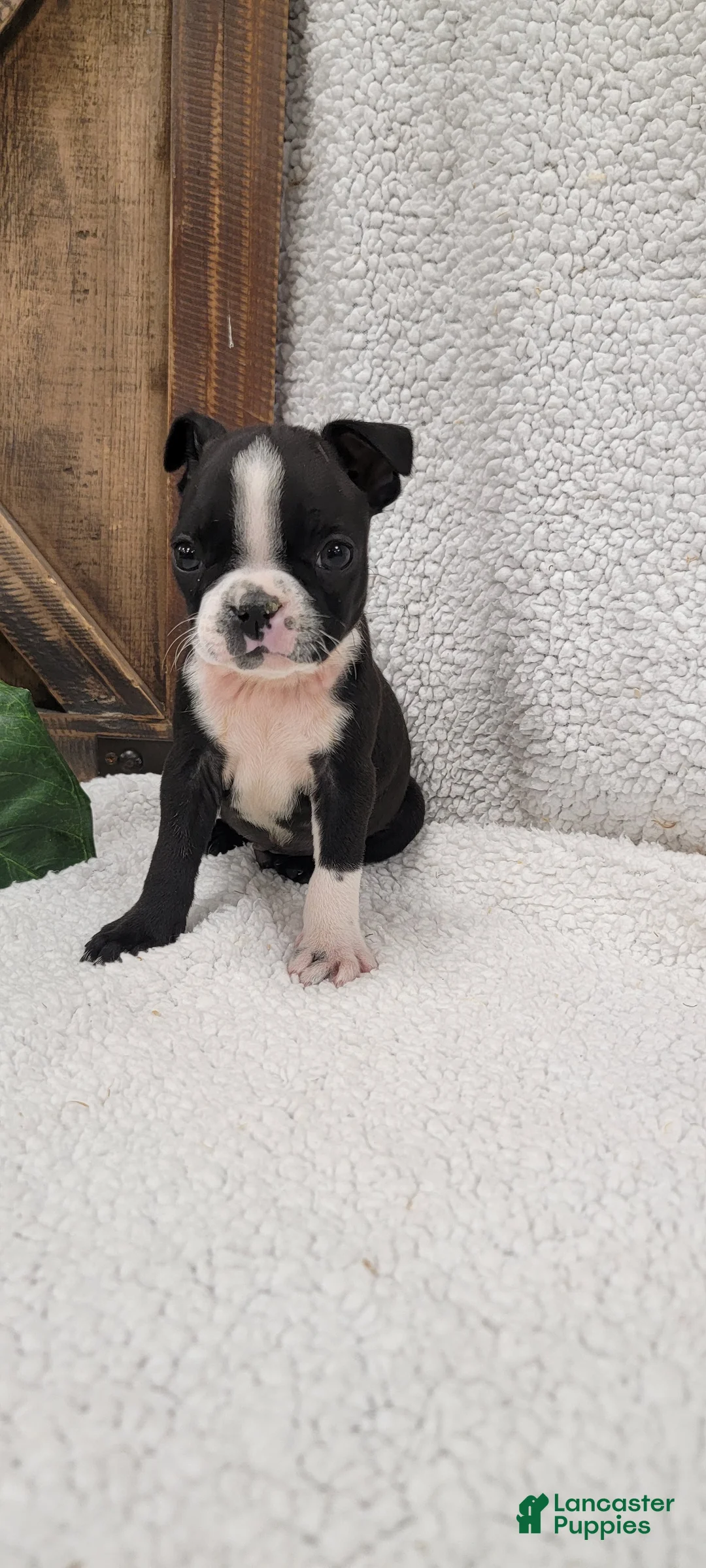 Boston Terrier dogs for sale: Benson - Ad 6