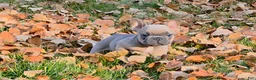 French Bulldog dogs for sale: Walter  - Ad 1
