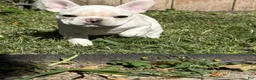 French Bulldog dogs for sale: Ellie - Ad 4