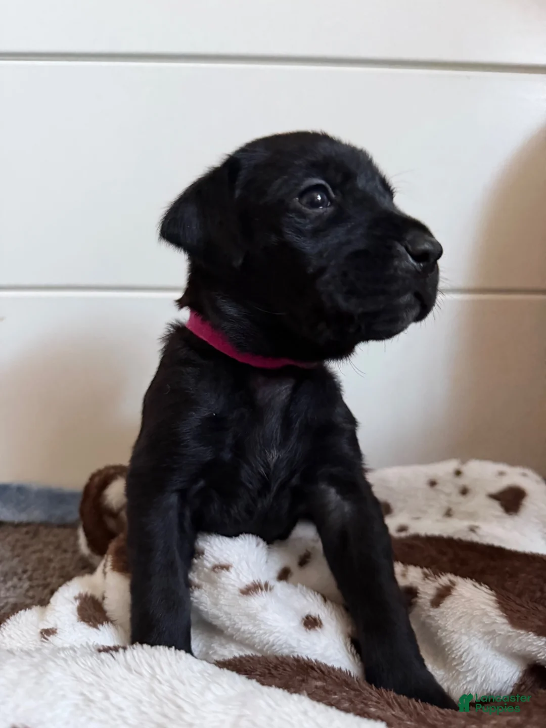 Mixed Breed dogs for sale: Mixed Breed 1 - Ad 15