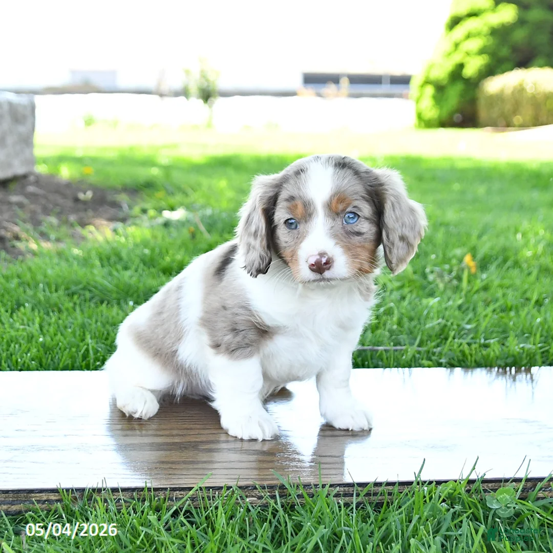 Mixed Breed dogs for sale: Benji - Ad 2