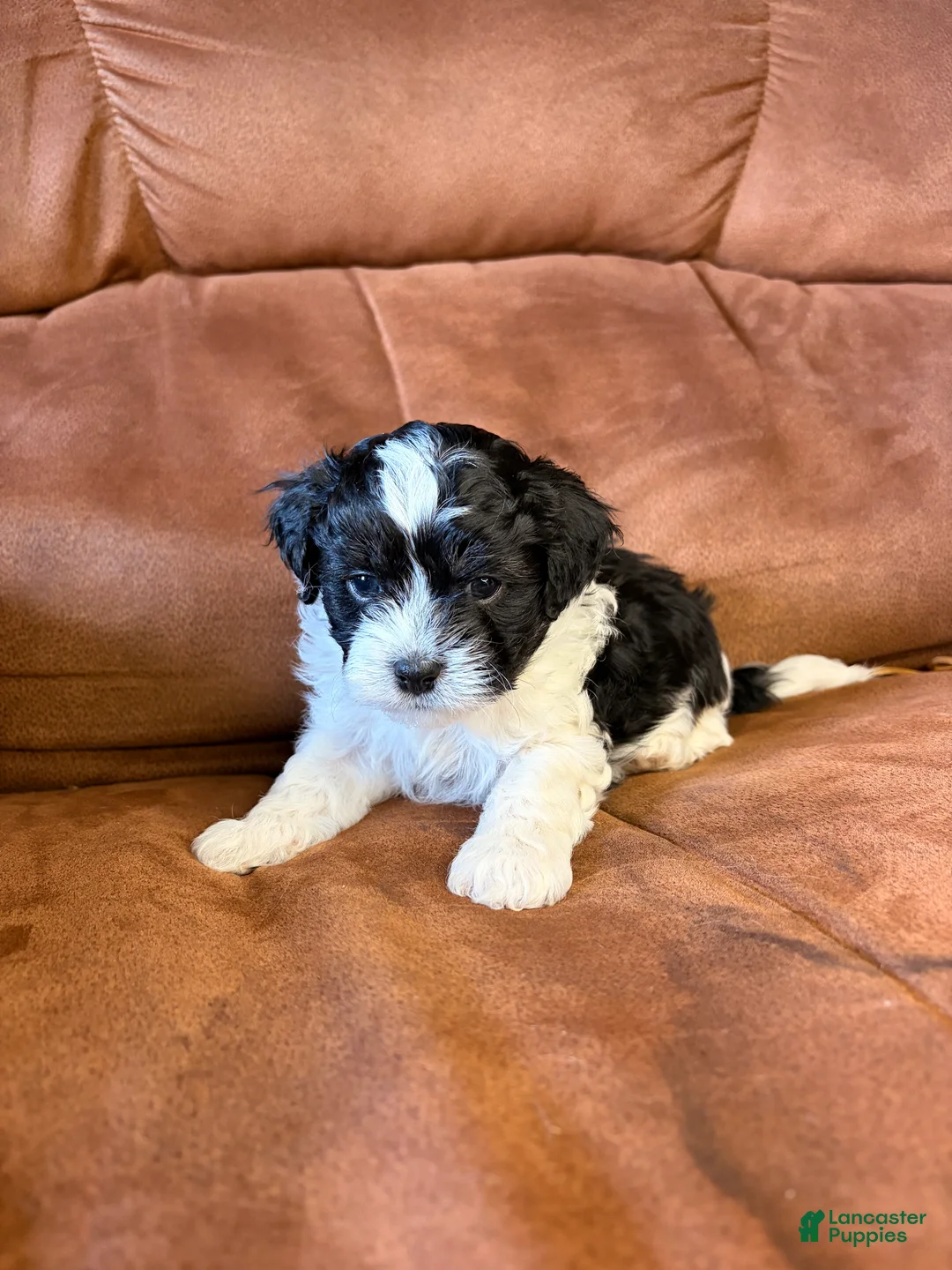 Mixed Breed dogs for sale: Ollie - Ad 1