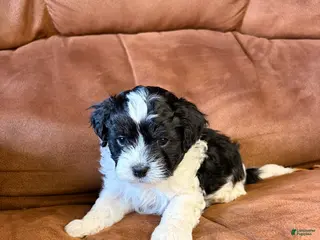 Mixed Breed dogs Ollie - Ad 19