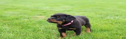 Rottweiler dogs for sale: Bailey  - Ad 3