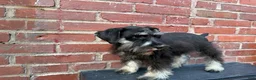 Schnauzer dogs for sale: Schnauzer Puppy 3 - Ad 6