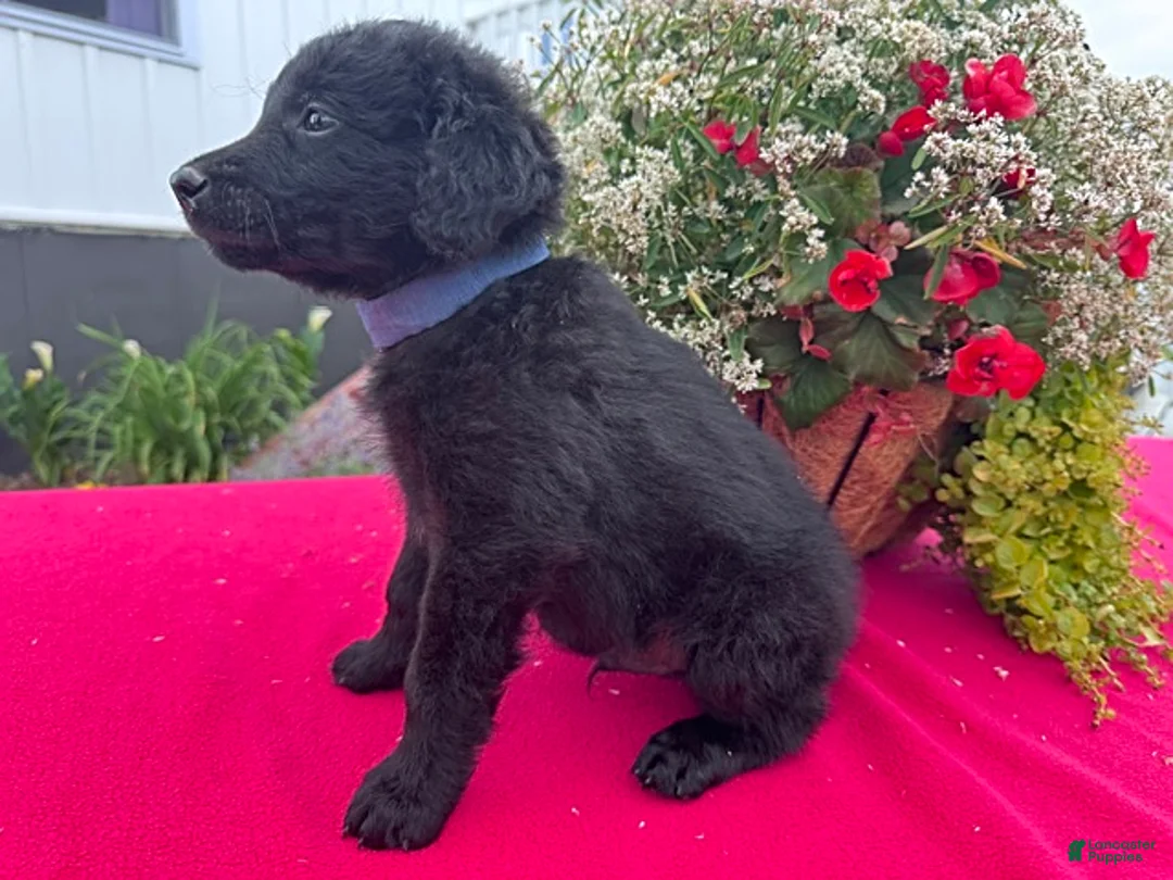 Mixed Breed dogs for sale: Rover - Ad 2