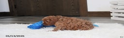 Cavapoo dogs for sale: Loki - Ad 3