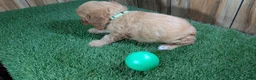 Cavapoo dogs for sale: Jazzy Boy 2 - Ad 5