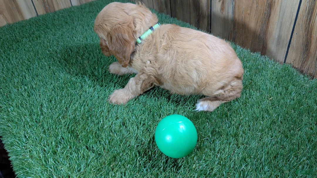 Cavapoo dogs for sale: Jazzy Boy 2 - Ad 5
